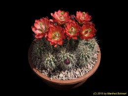 Echinocereus triglochidiatus ssp. melanacanthus 729